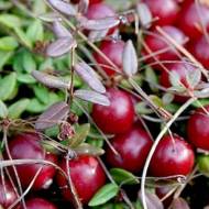 Саженец Клюква Бергман в контейнере